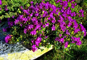 Приватна садиба Калина. Драгобрат