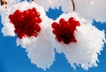 Приватна садиба Калина. Драгобрат